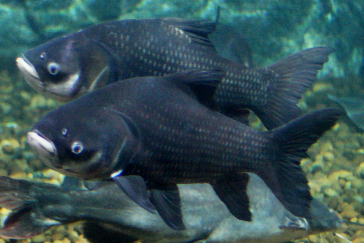 Fish - Siamese Carp